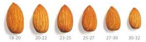 Almond Sizes - Casarosa Australia