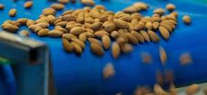 Australian Almonds on the Production Line
